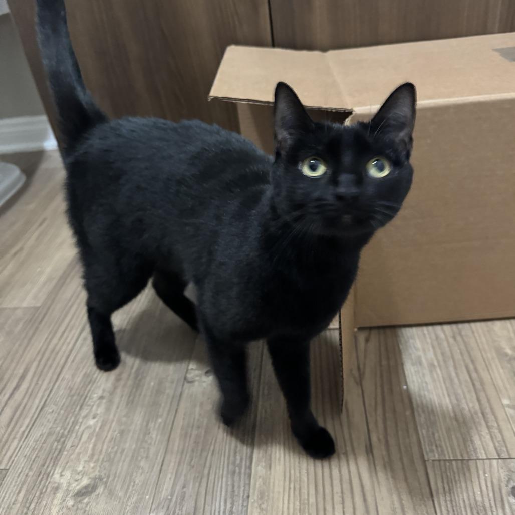 Hathar, a Adoptable Domestic Short Hair in Long Beach, CA image 6/6