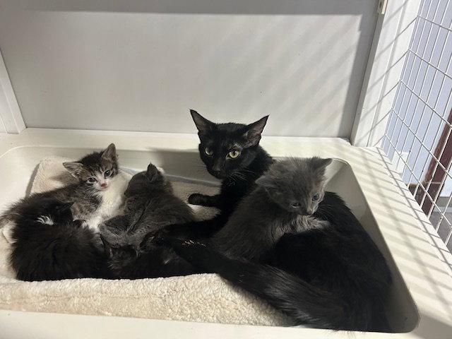 Enlarge Valentina, a Adoptable Tabby in Chicago, IL image 1/2