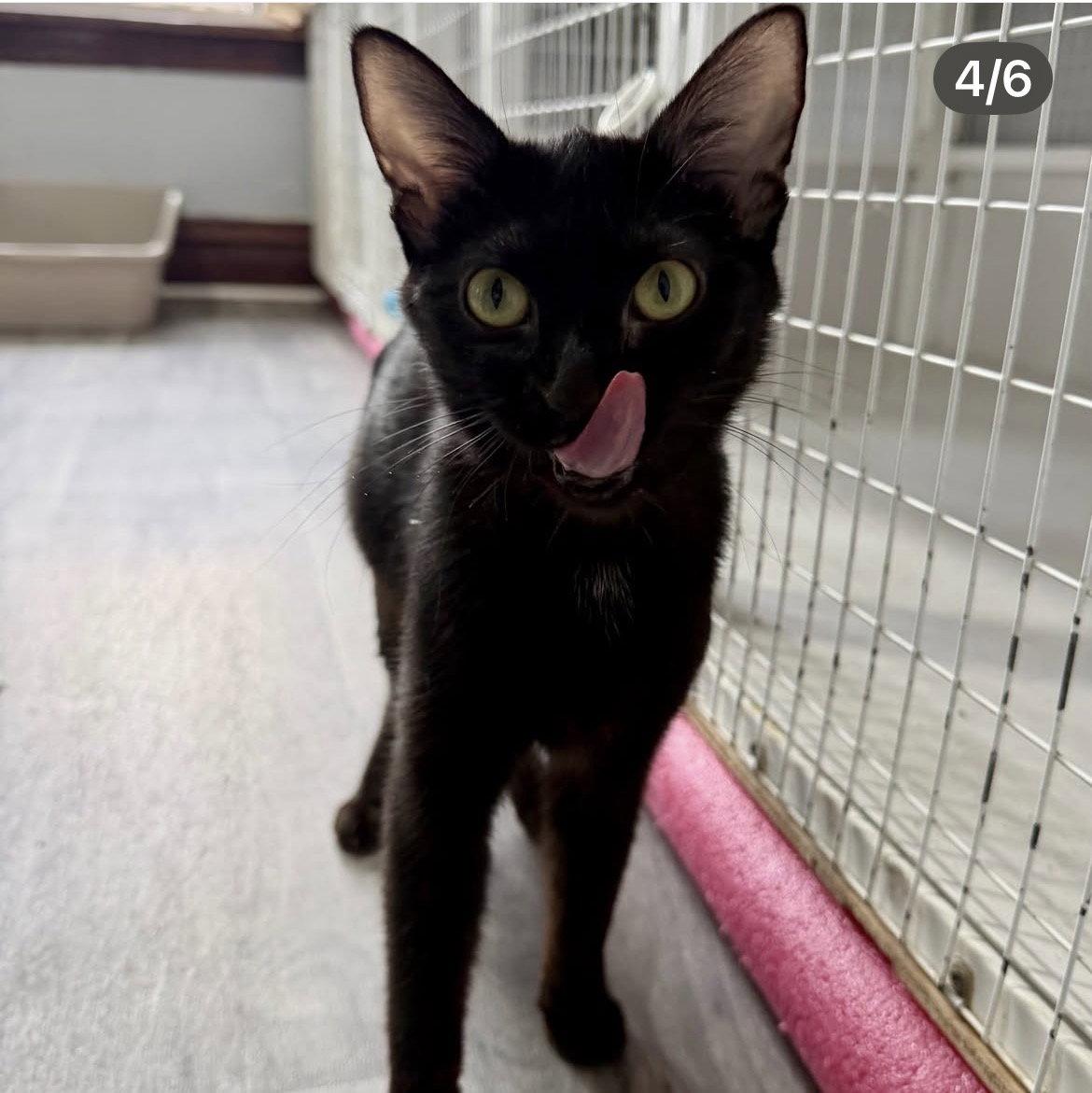 Enlarge Valentina, a Adoptable Tabby in Chicago, IL image 2/2