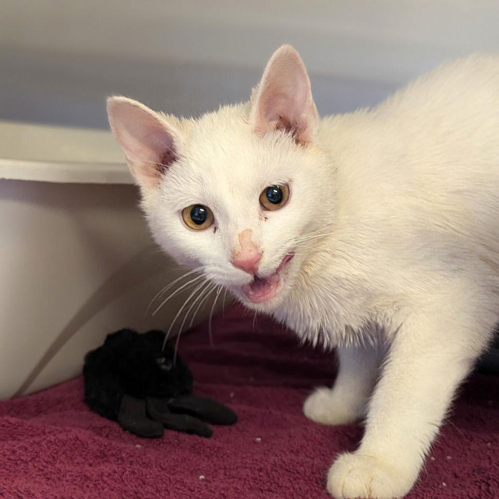 Enlarge Lena, a Adopted Domestic Short Hair in Rohnert Park, CA image 1/1