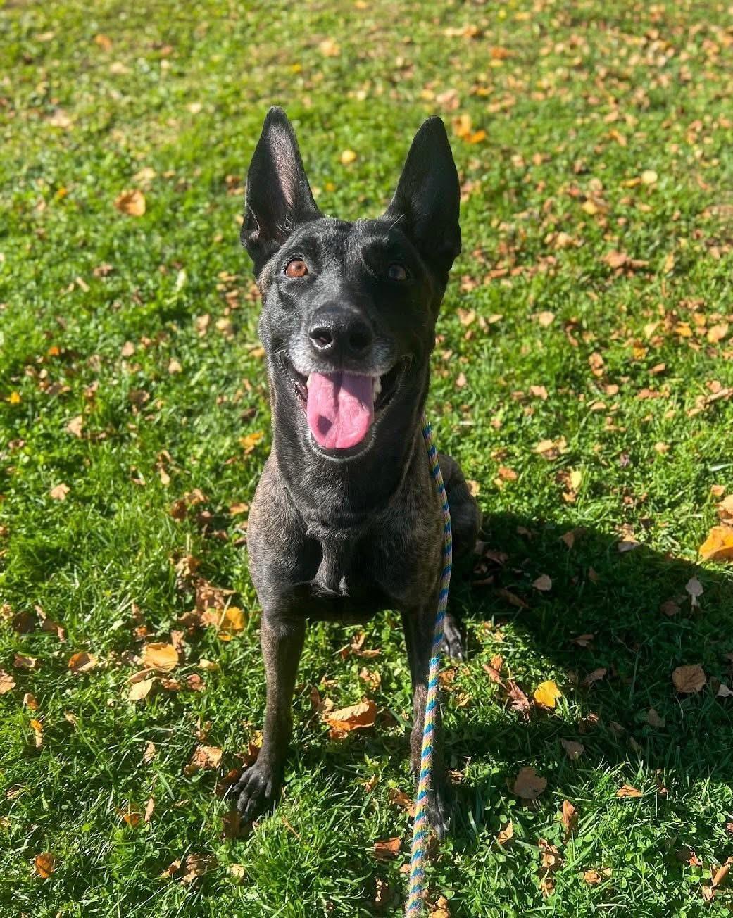 Enlarge Ginger, a Adoptable Dutch Shepherd in Lewiston, ME image 1/4