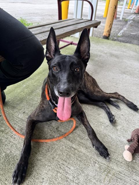 Enlarge Ginger, a Adoptable Dutch Shepherd in Duxbury, MA image 1/3