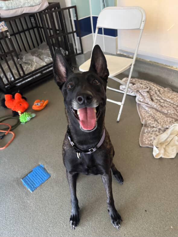 Enlarge Ginger, a Adoptable Dutch Shepherd in Duxbury, MA image 2/3