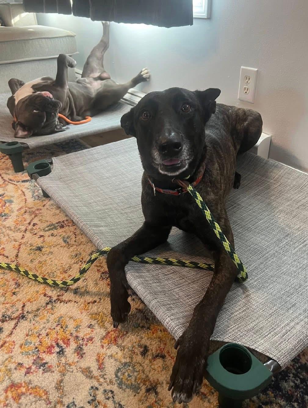 Enlarge Ginger, a Adoptable Dutch Shepherd in Lewiston, ME image 3/4