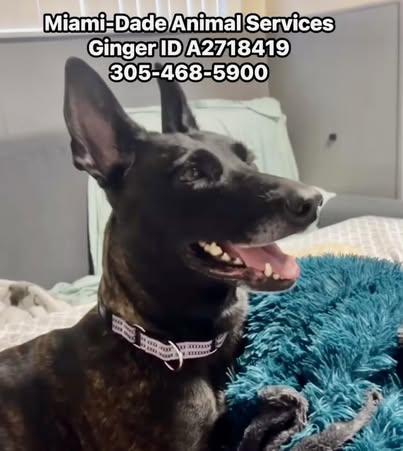 Enlarge Ginger, a Adoptable Dutch Shepherd in Duxbury, MA image 3/3