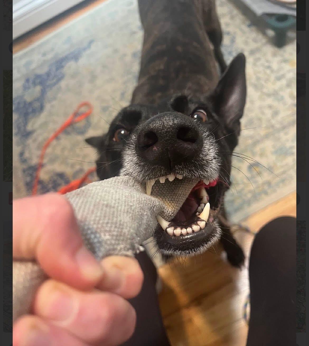 Enlarge Ginger, a Adoptable Dutch Shepherd in Lewiston, ME image 4/4