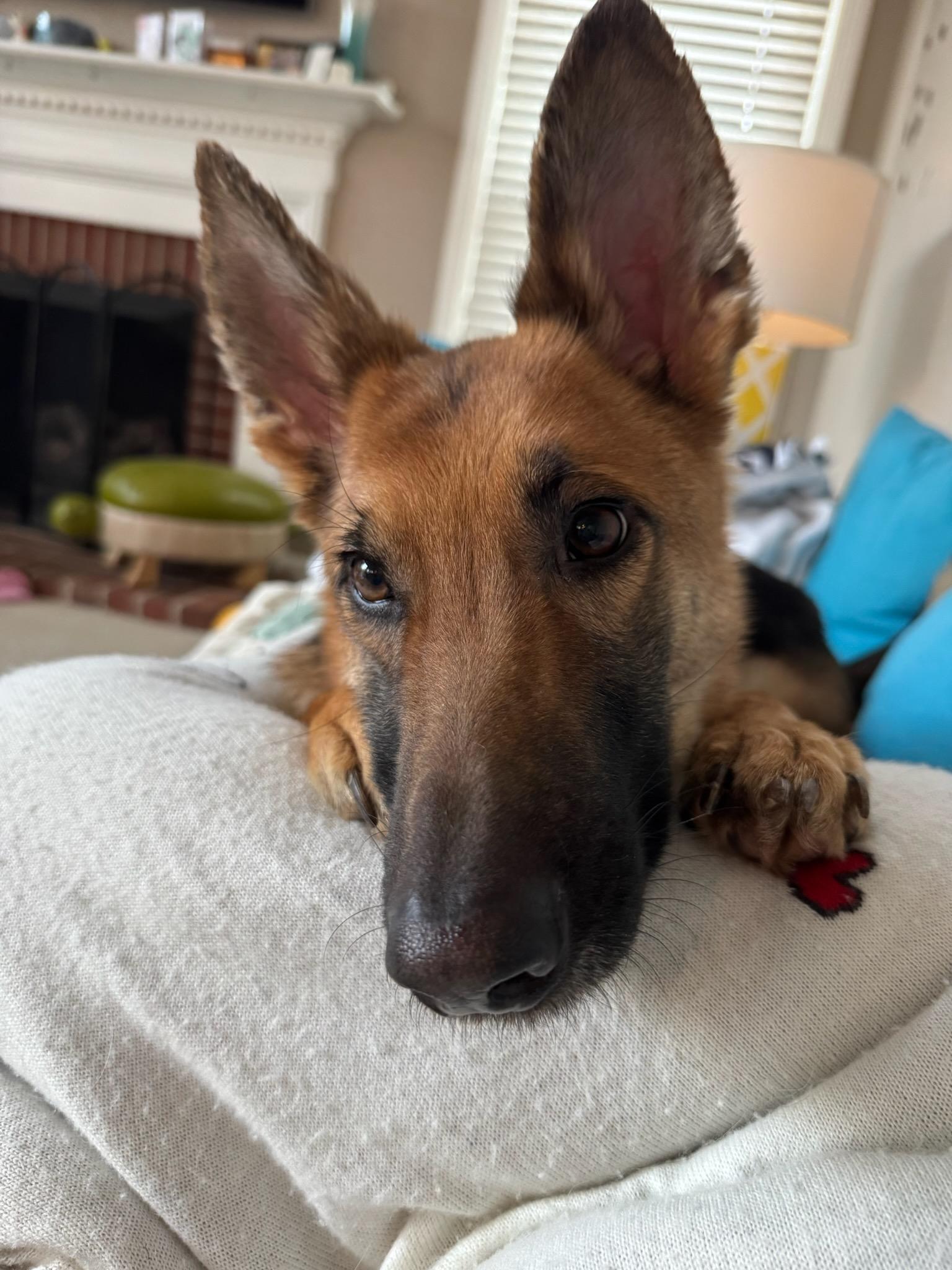 Enlarge Beanpole (ID 50709/881), an adopted German Shepherd Dog in Manassas, VA image 1/1