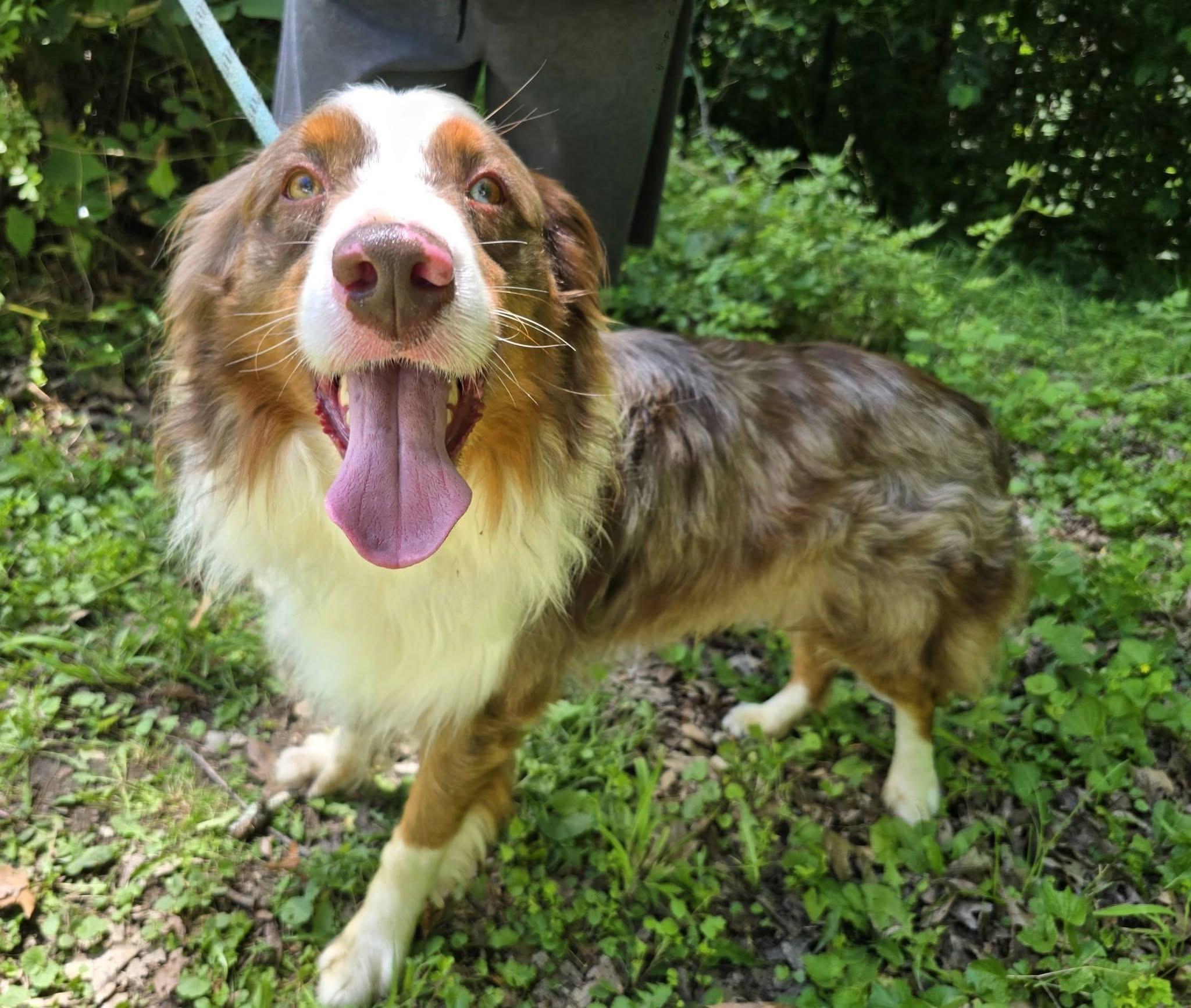 Calypso, ADOPTABLE, Adult Male Australian Shepherd.