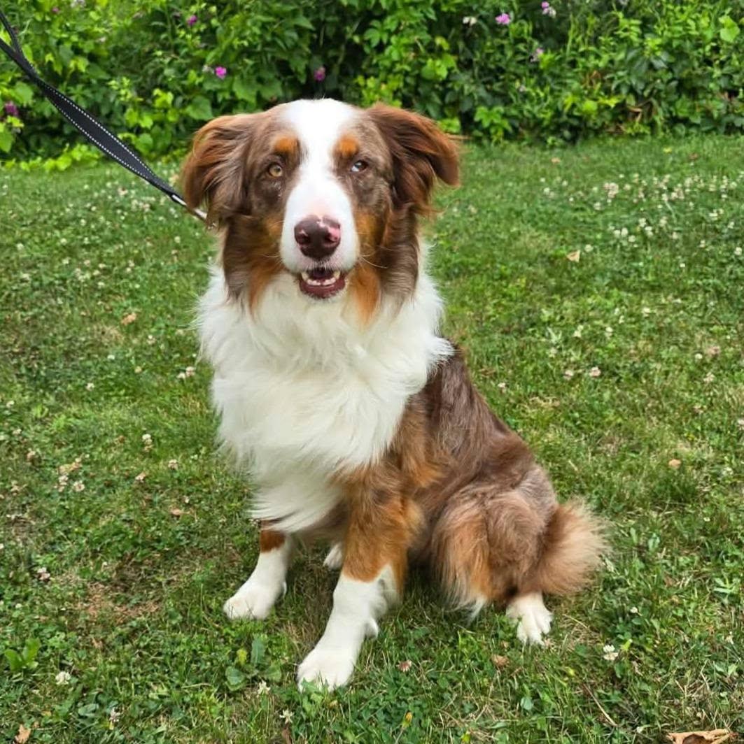 Enlarge Calypso, a ADOPTABLE Australian Shepherd in St. Clairsville, OH image 1/1