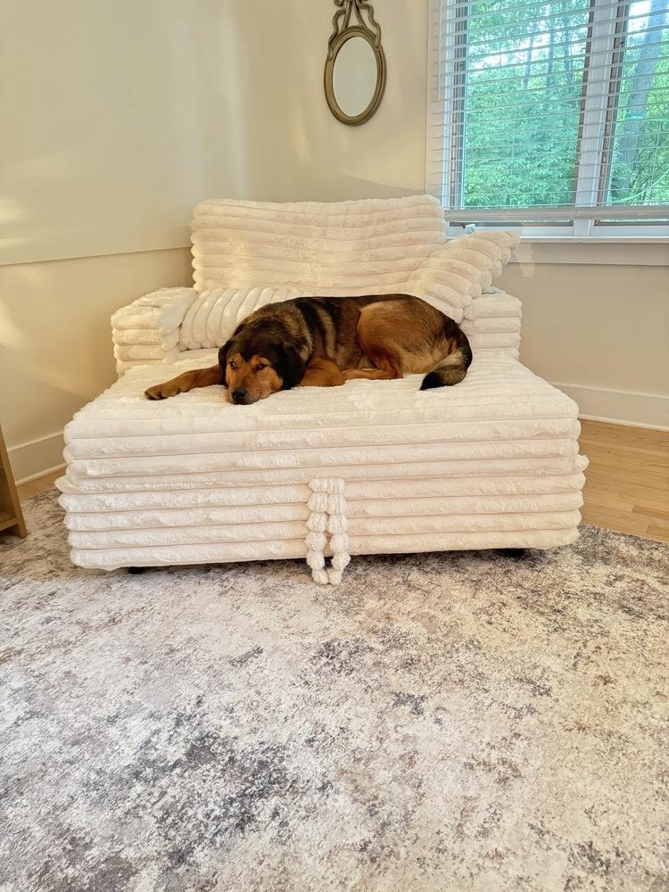 Rookie - Pending Adoption, Adoptable, Adult Male Mixed Breed.