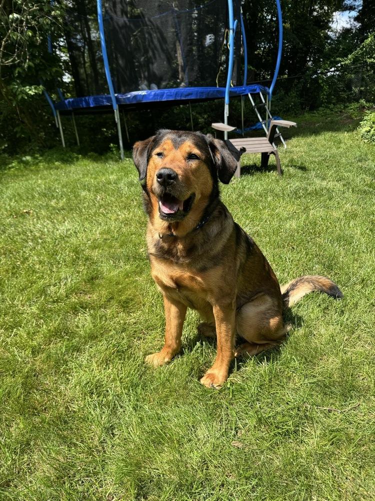 Enlarge Rookie - Pending Adoption, a Adoptable mixed breed in Grand Rapids, MI image 2/5