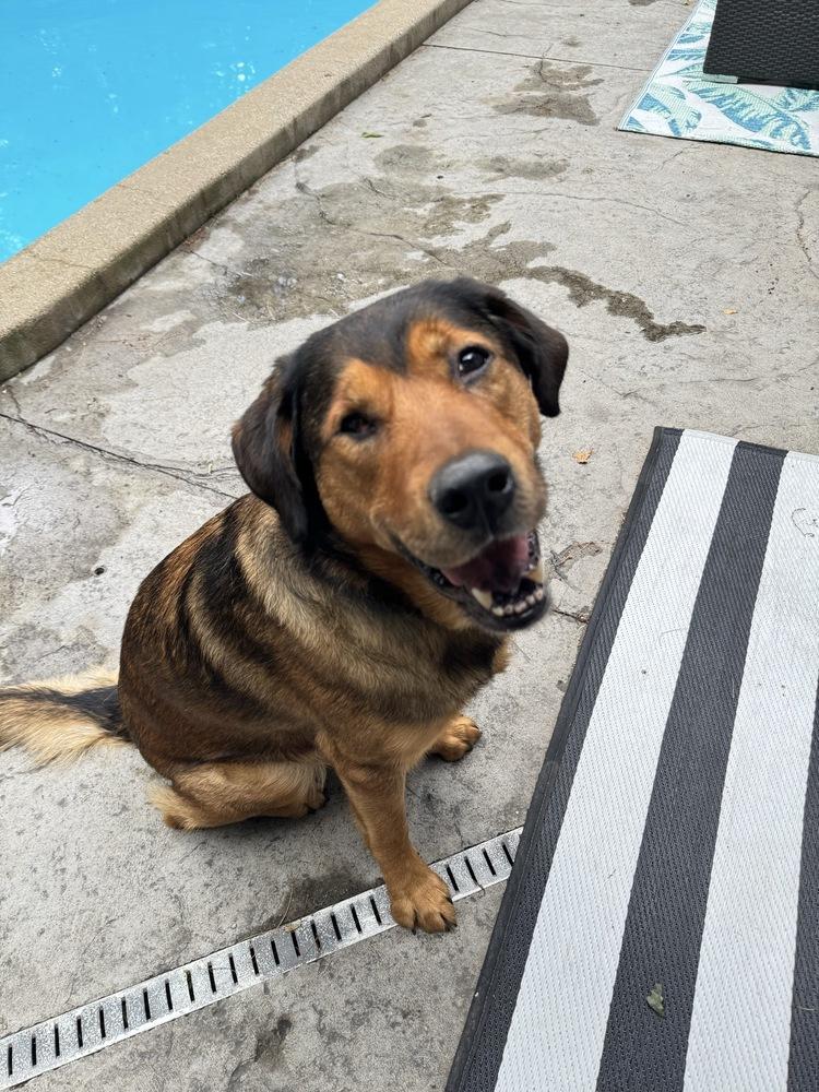 Enlarge Rookie - Pending Adoption, a Adoptable mixed breed in Grand Rapids, MI image 3/5