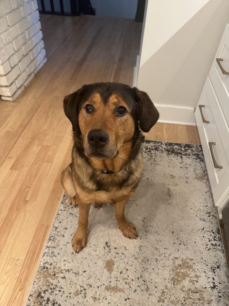 Enlarge Rookie - Pending Adoption, a Adoptable mixed breed in Grand Rapids, MI image 4/5