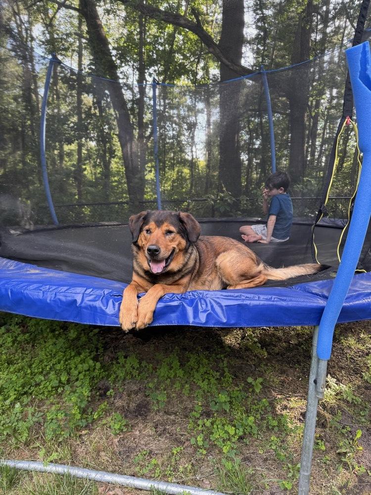 Enlarge Rookie - Pending Adoption, a Adoptable mixed breed in Grand Rapids, MI image 5/5