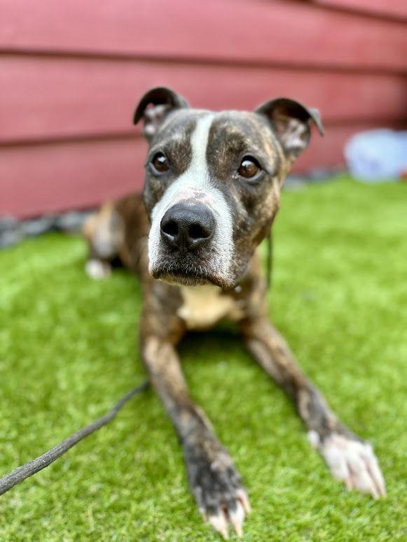 Enlarge Ace, a Adoptable Boxer in San Diego, CA image 1/3