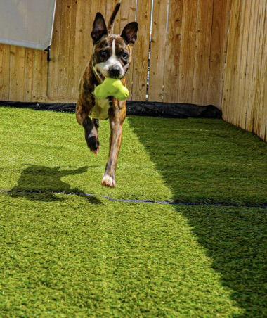 Enlarge Ace, a Adoptable Boxer in San Diego, CA image 2/3