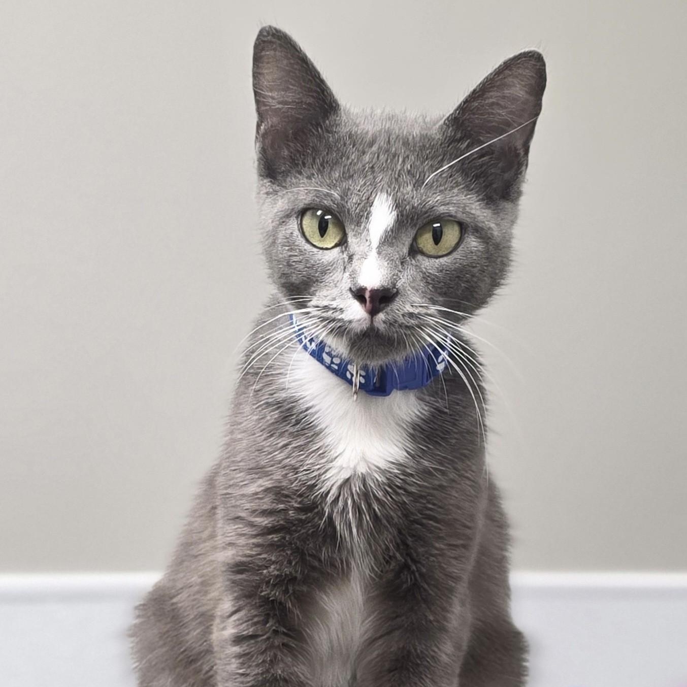 Charla, adopted, Young Female Domestic Short Hair.