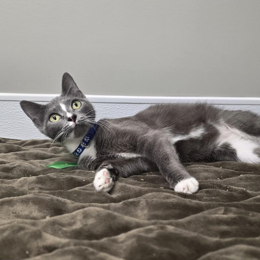 Charla, an adopted mixed breed in Shepherdsville, KY image 3/6