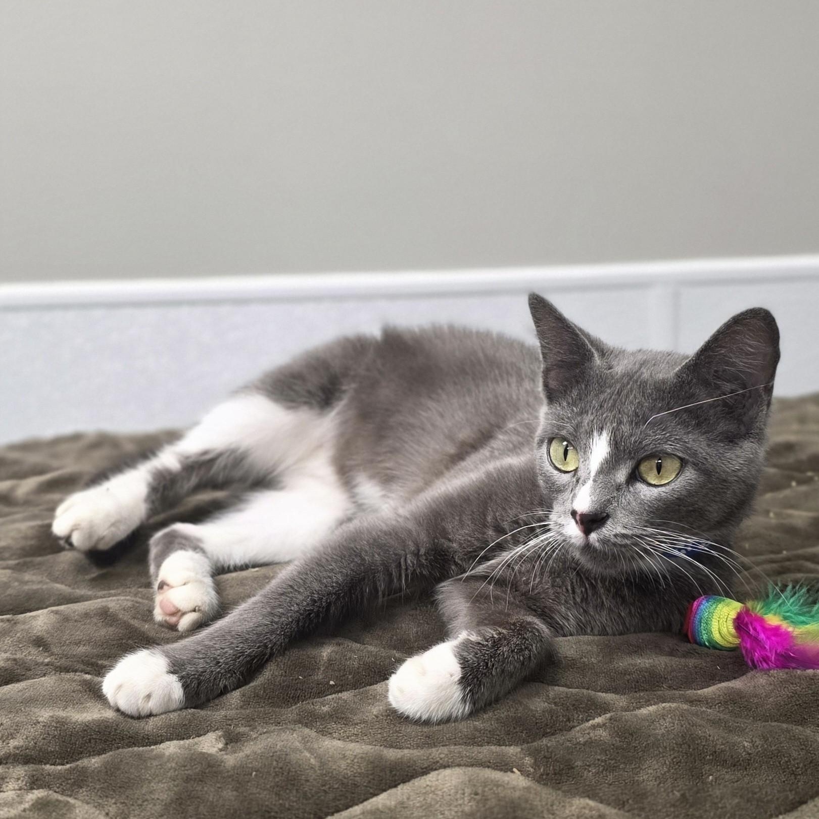 Charla, an adopted mixed breed in Shepherdsville, KY image 4/6