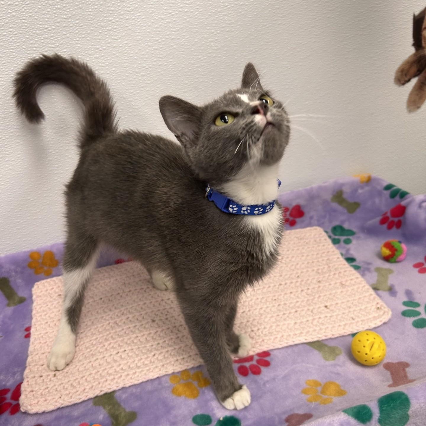 Charla, an adopted mixed breed in Shepherdsville, KY image 2/6