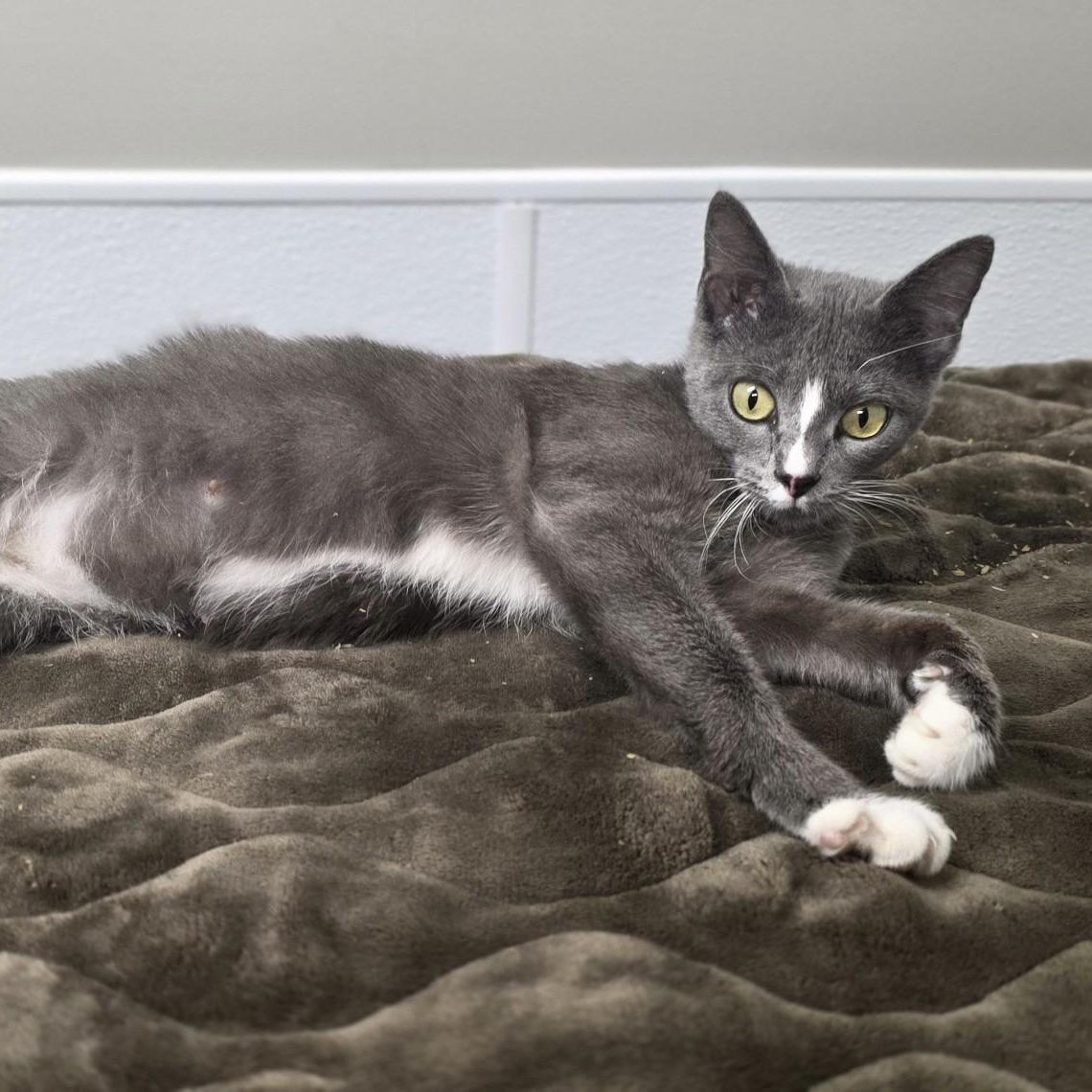 Charla, an adopted mixed breed in Shepherdsville, KY image 6/6