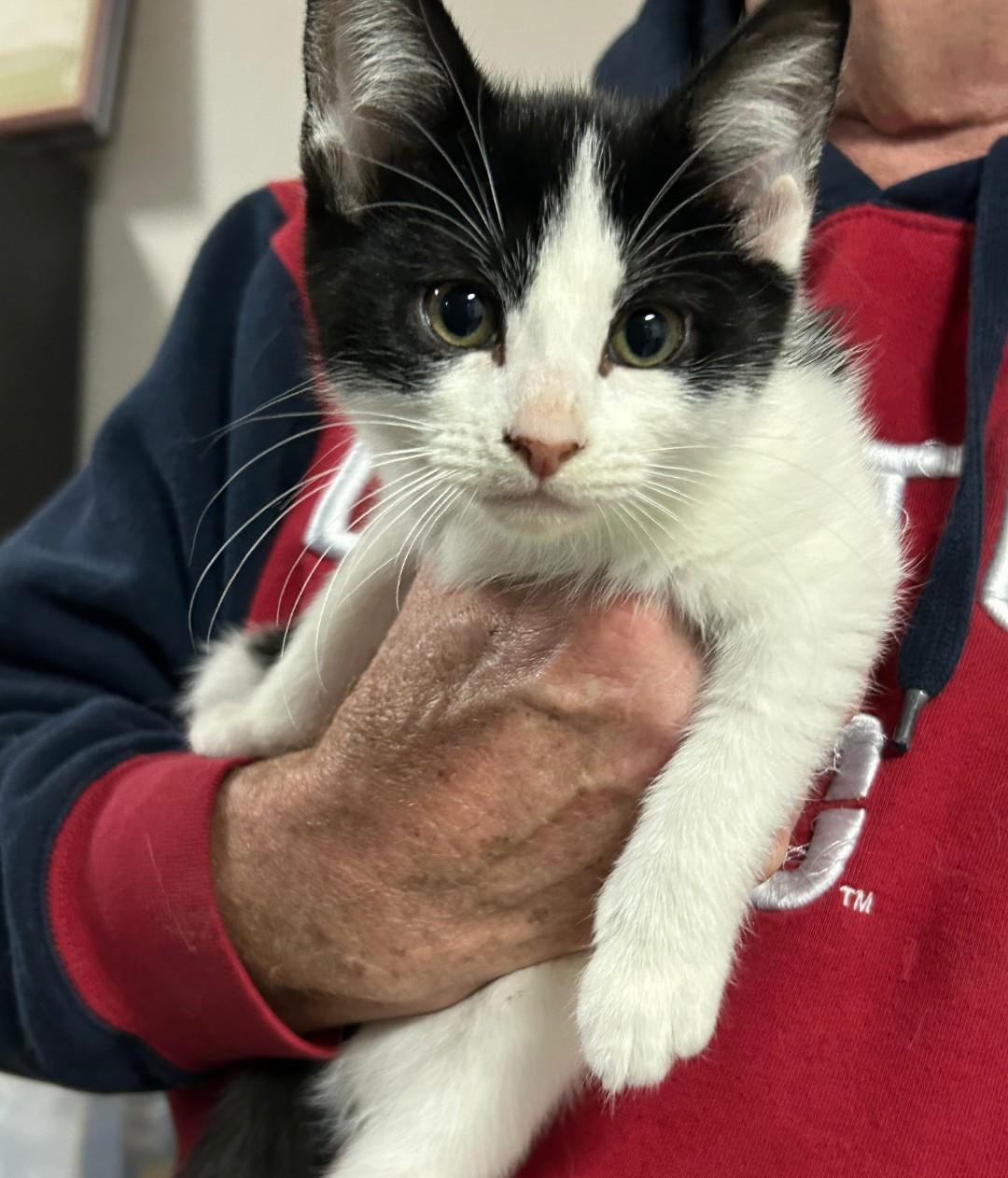 Polka Dot - cuddly & playful, ADOPTABLE, Kitten Female Domestic Short Hair.