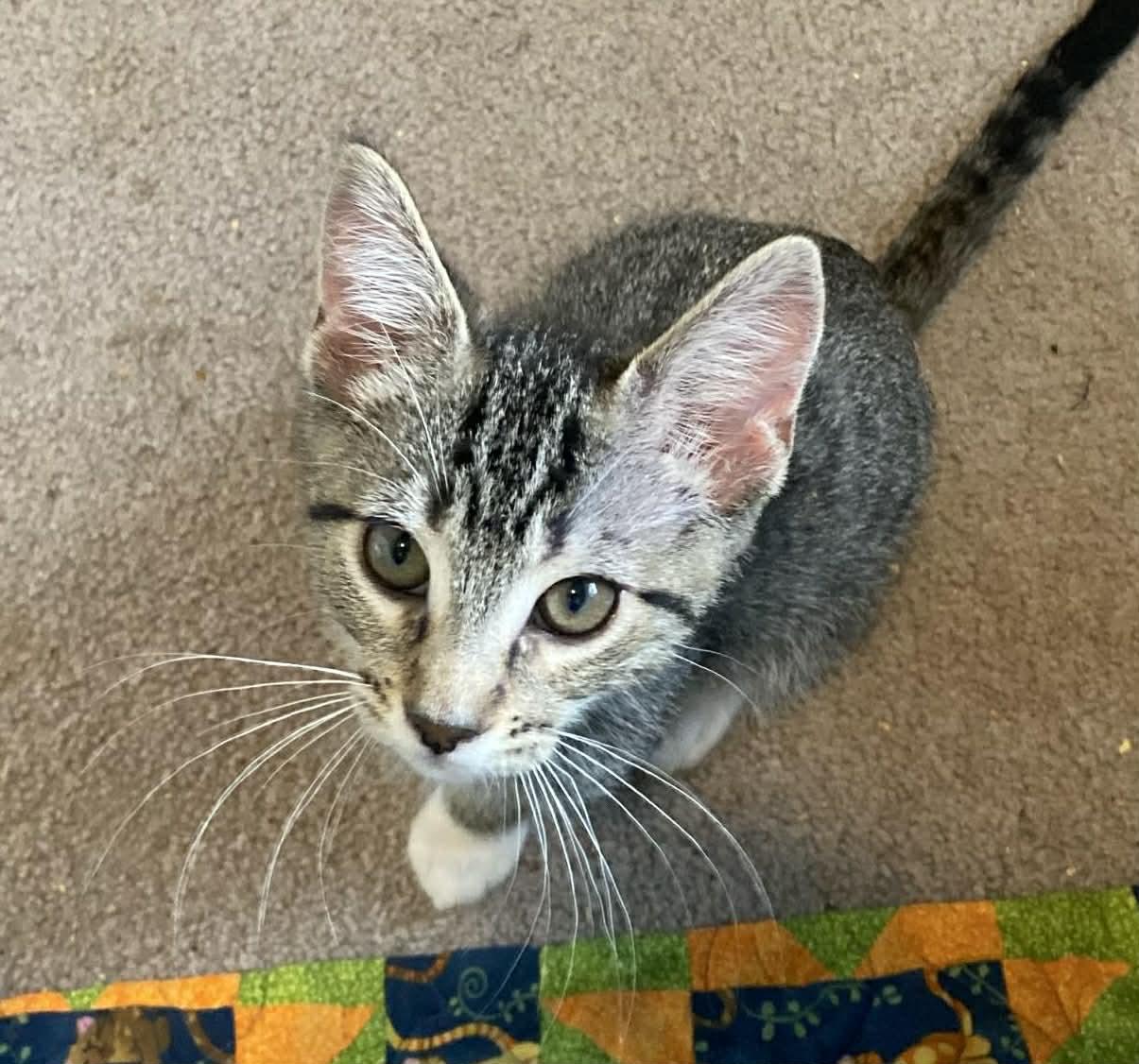 Enlarge Mercedes , a ADOPTABLE Domestic Short Hair in Rochester, WA image 1/1