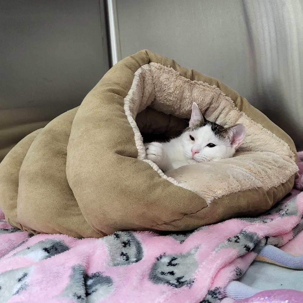 Enlarge Rosella 27764, a Adoptable Domestic Short Hair in Middleburg, FL image 1/6