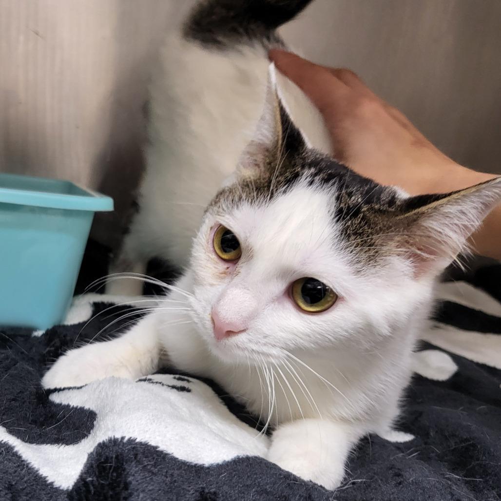 Enlarge Rosella 27764, a Adoptable Domestic Short Hair in Middleburg, FL image 2/6