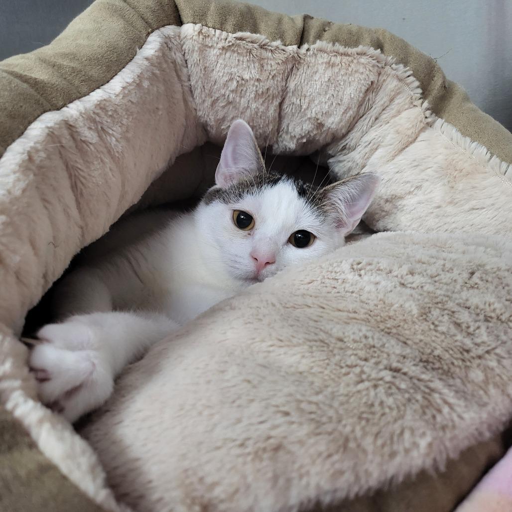 Enlarge Rosella 27764, a Adoptable Domestic Short Hair in Middleburg, FL image 3/6