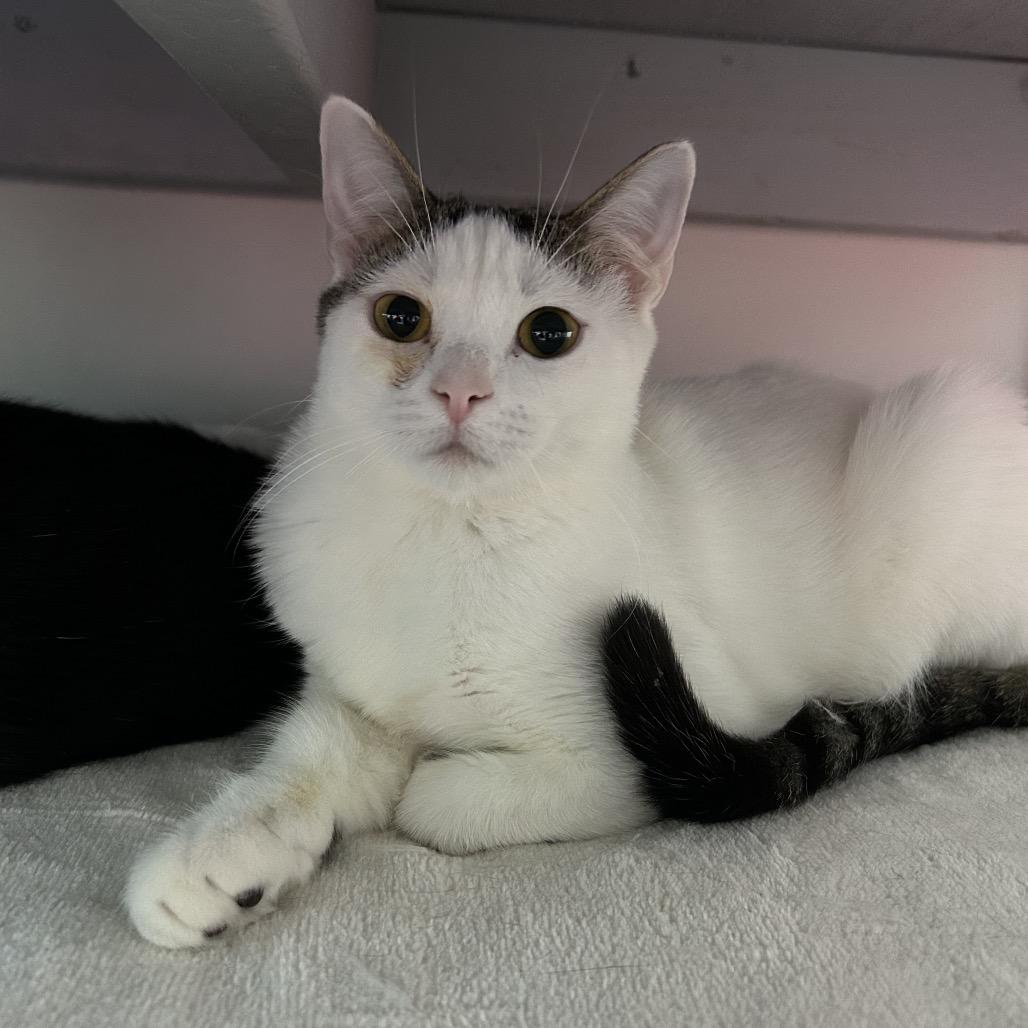 Enlarge Rosella 27764, a Adoptable Domestic Short Hair in Middleburg, FL image 4/6