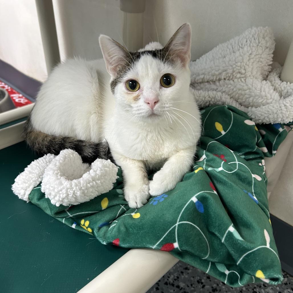 Enlarge Rosella 27764, a Adoptable Domestic Short Hair in Middleburg, FL image 5/6