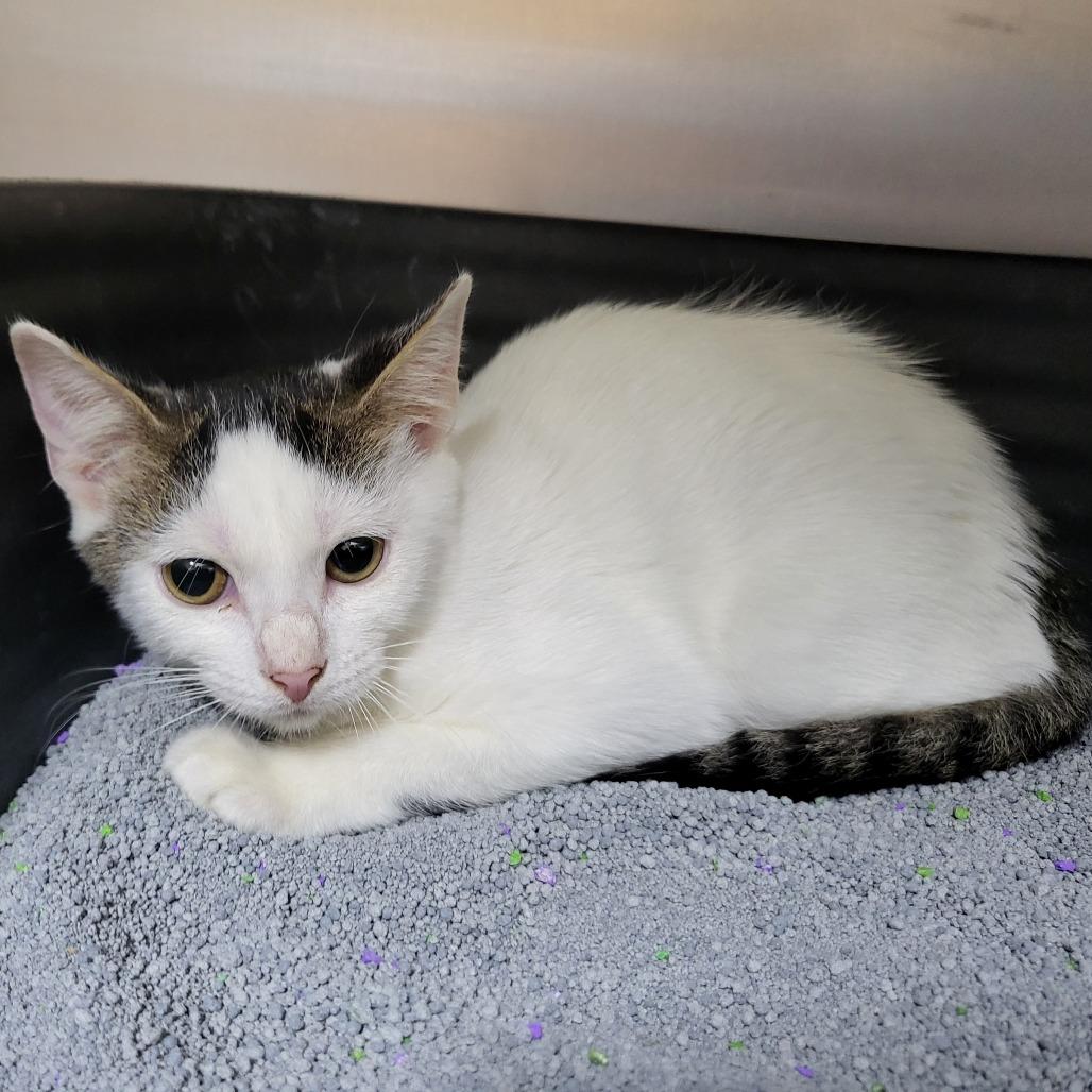 Enlarge Rosella 27764, a Adoptable Domestic Short Hair in Middleburg, FL image 6/6