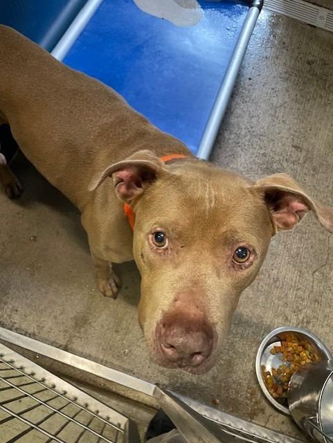 Enlarge Beauregard, a Adoptable mixed breed in Sunnyvale, TX image 1/1