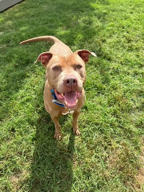Enlarge Beauregard, a Adoptable mixed breed in Sunnyvale, TX image 1/2