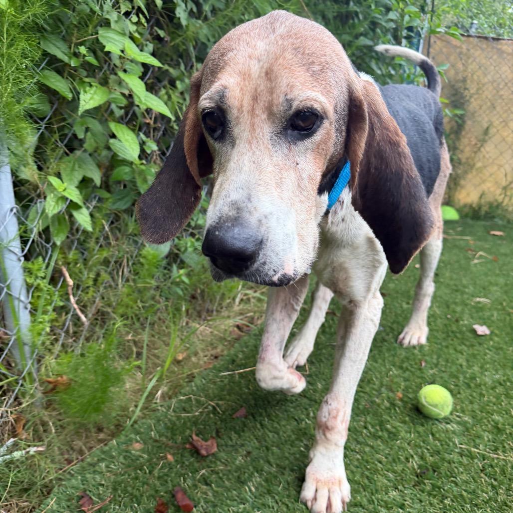 Jed Clampett, Adoptable, Senior Male Hound.