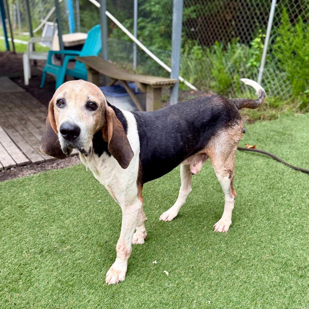 Enlarge Jed Clampett, a Adoptable Hound in Newport, NC image 2/5