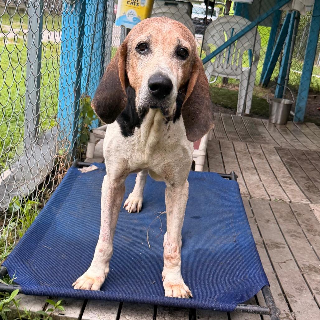 Enlarge Jed Clampett, a Adoptable Hound in Newport, NC image 3/5