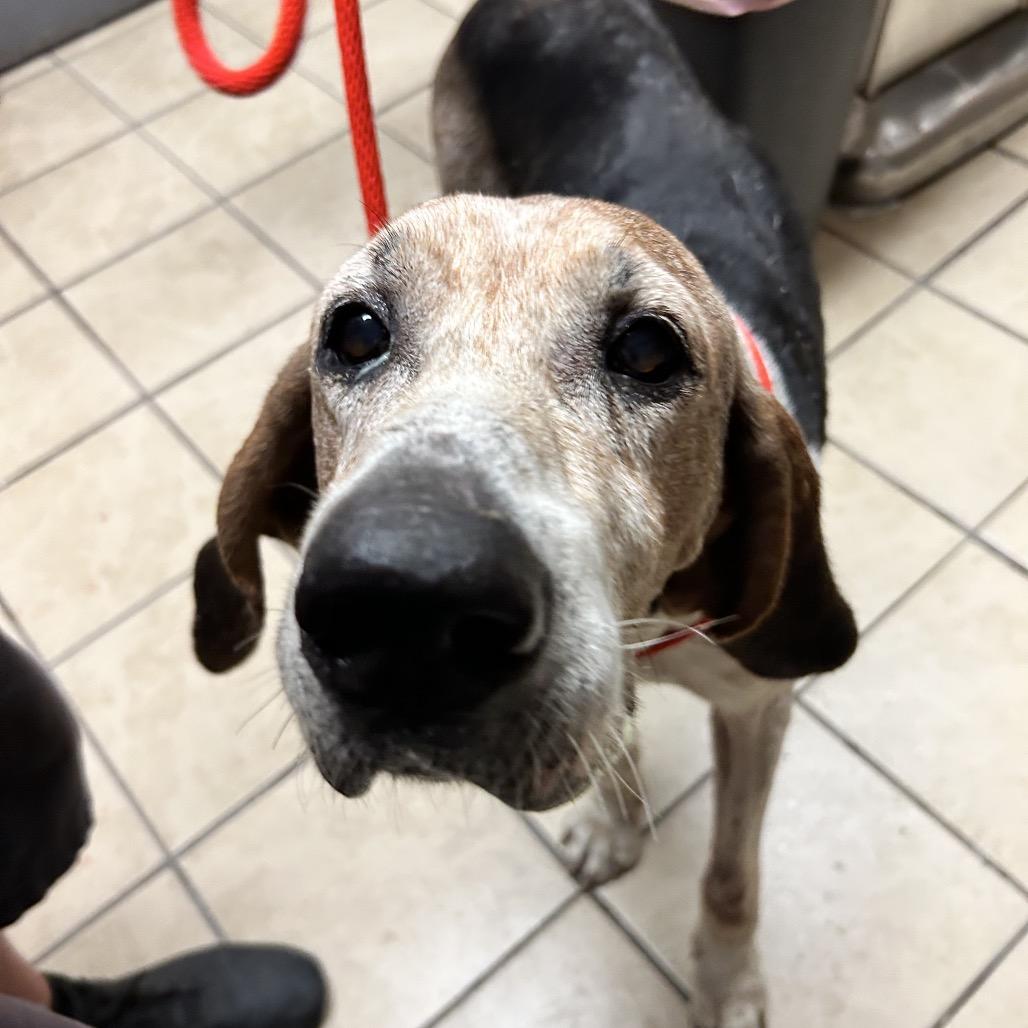 Enlarge Jed Clampett, a Adoptable Hound in Newport, NC image 4/5
