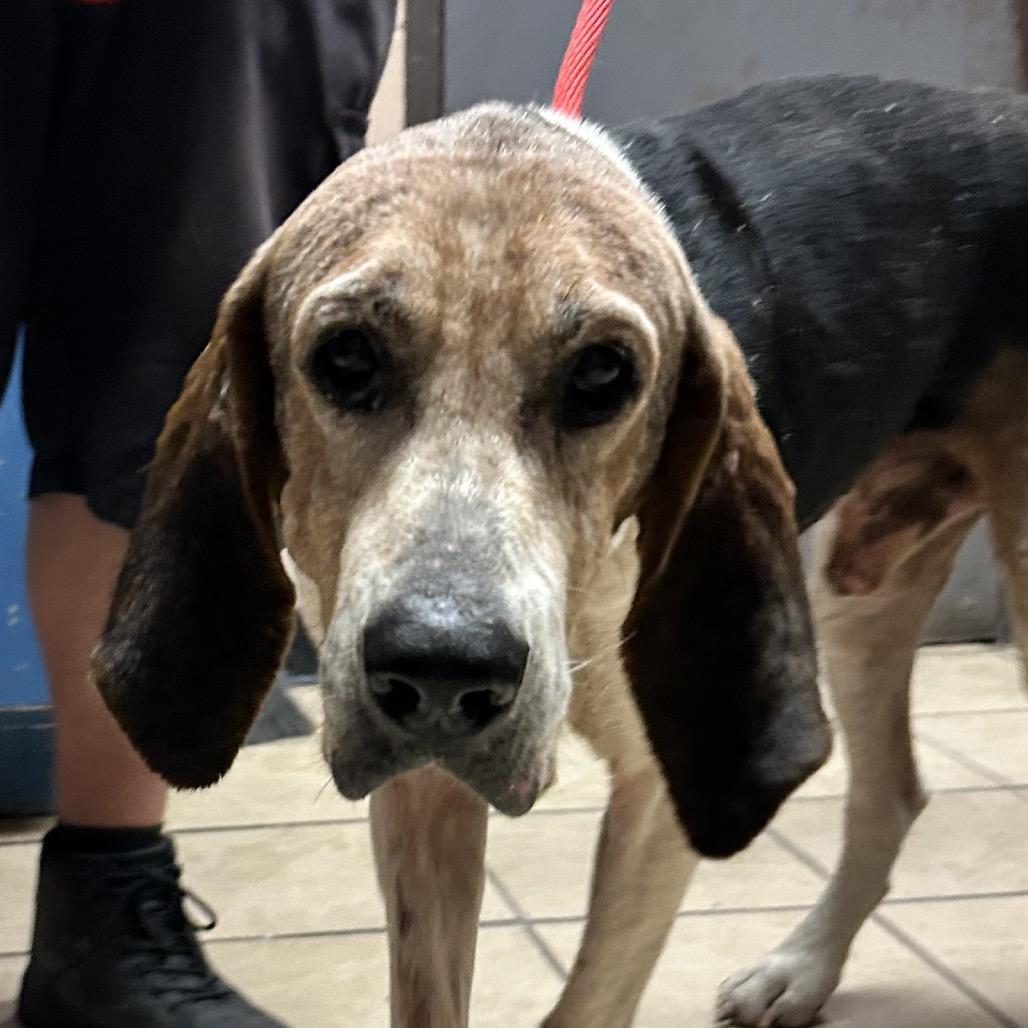 Enlarge Jed Clampett, a Adoptable Hound in Newport, NC image 5/5