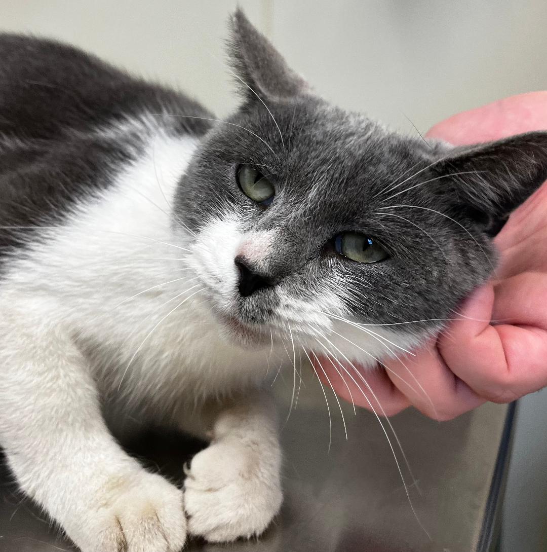 Enlarge Miss Bunny, an adopted Manx in New Castle, IN image 1/1