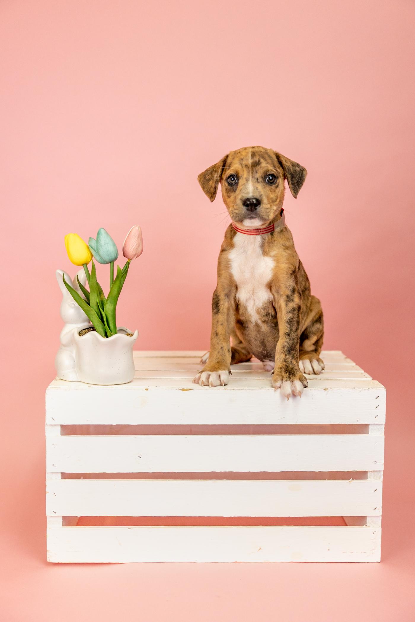 249-26, ADOPTABLE, Puppy Male Labrador Retriever & Hound.