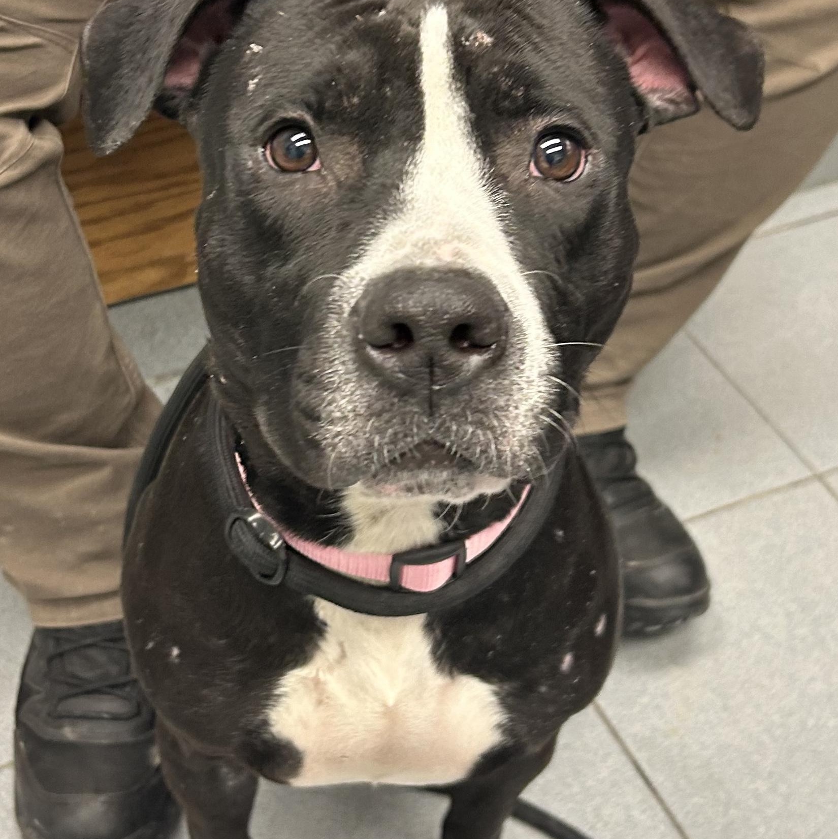 Enlarge Suneshine, an adopted Pit Bull Terrier in Buffalo, NY image 1/6