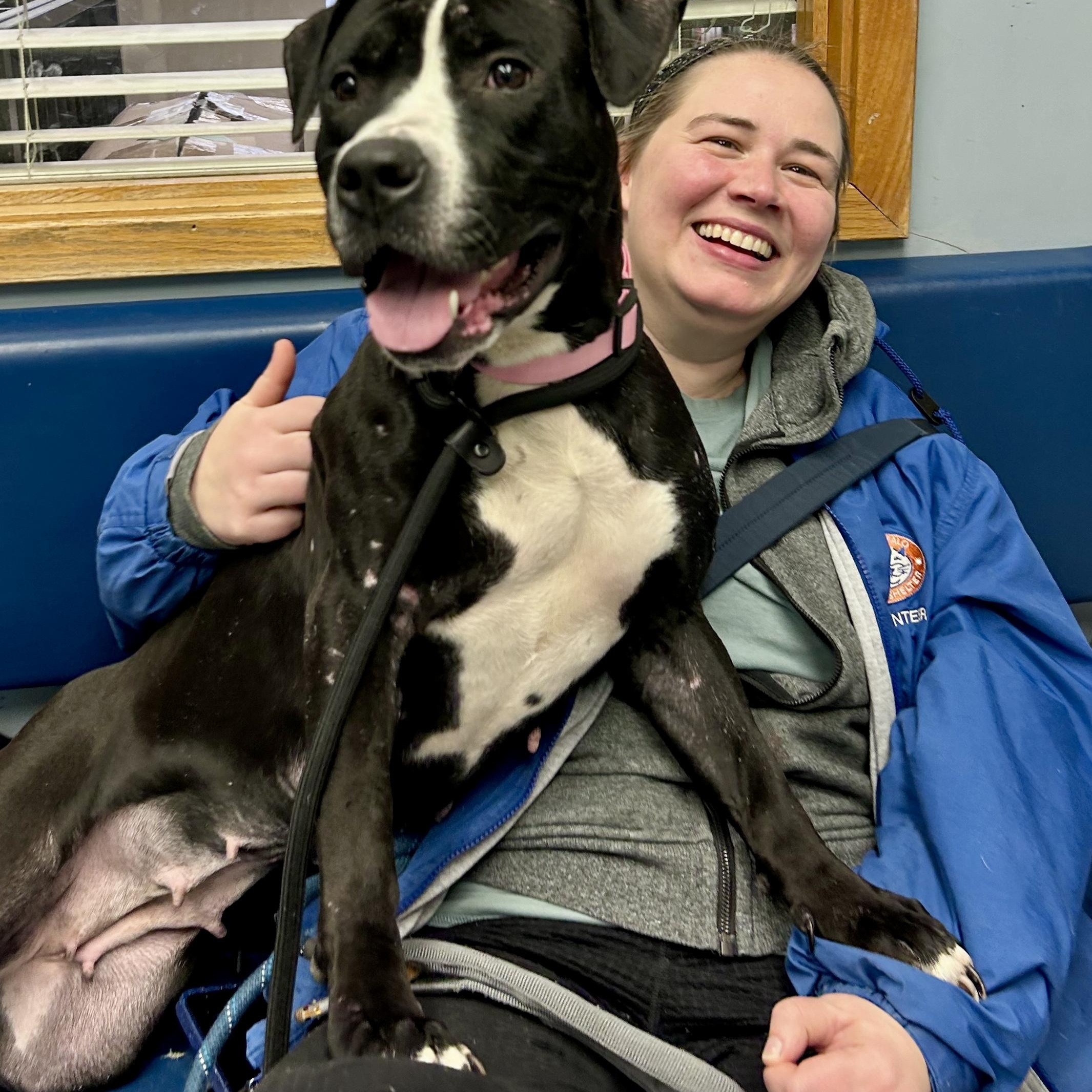 Enlarge Suneshine, an adopted Pit Bull Terrier in Buffalo, NY image 3/6
