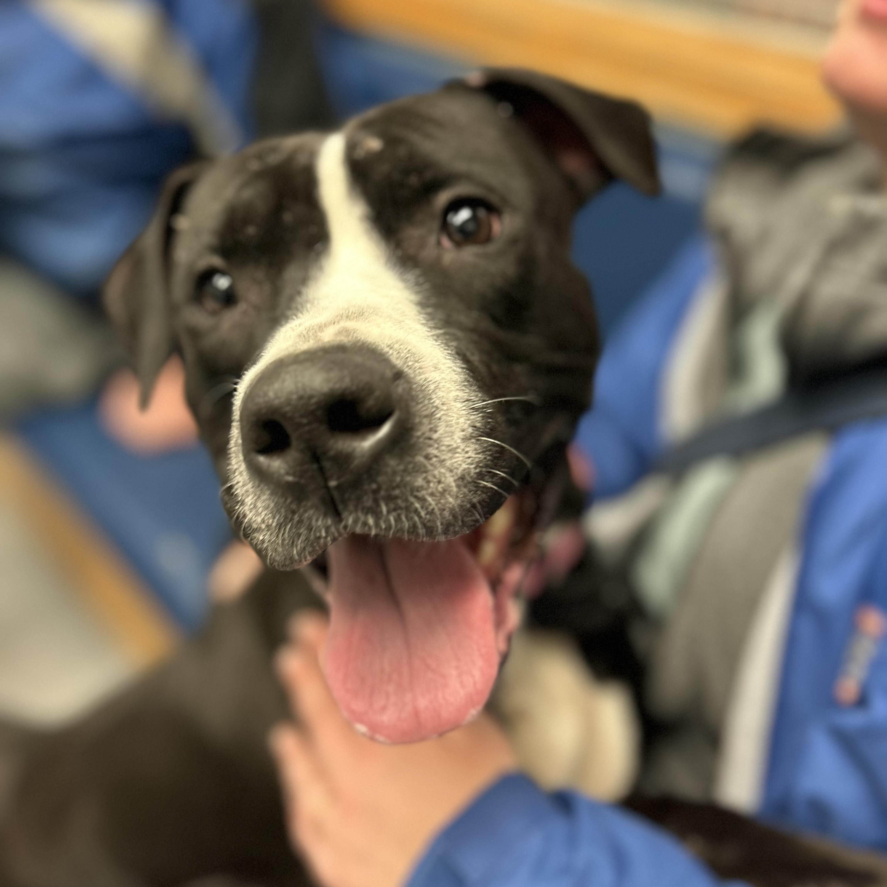 Enlarge Suneshine, an adopted Pit Bull Terrier in Buffalo, NY image 2/6