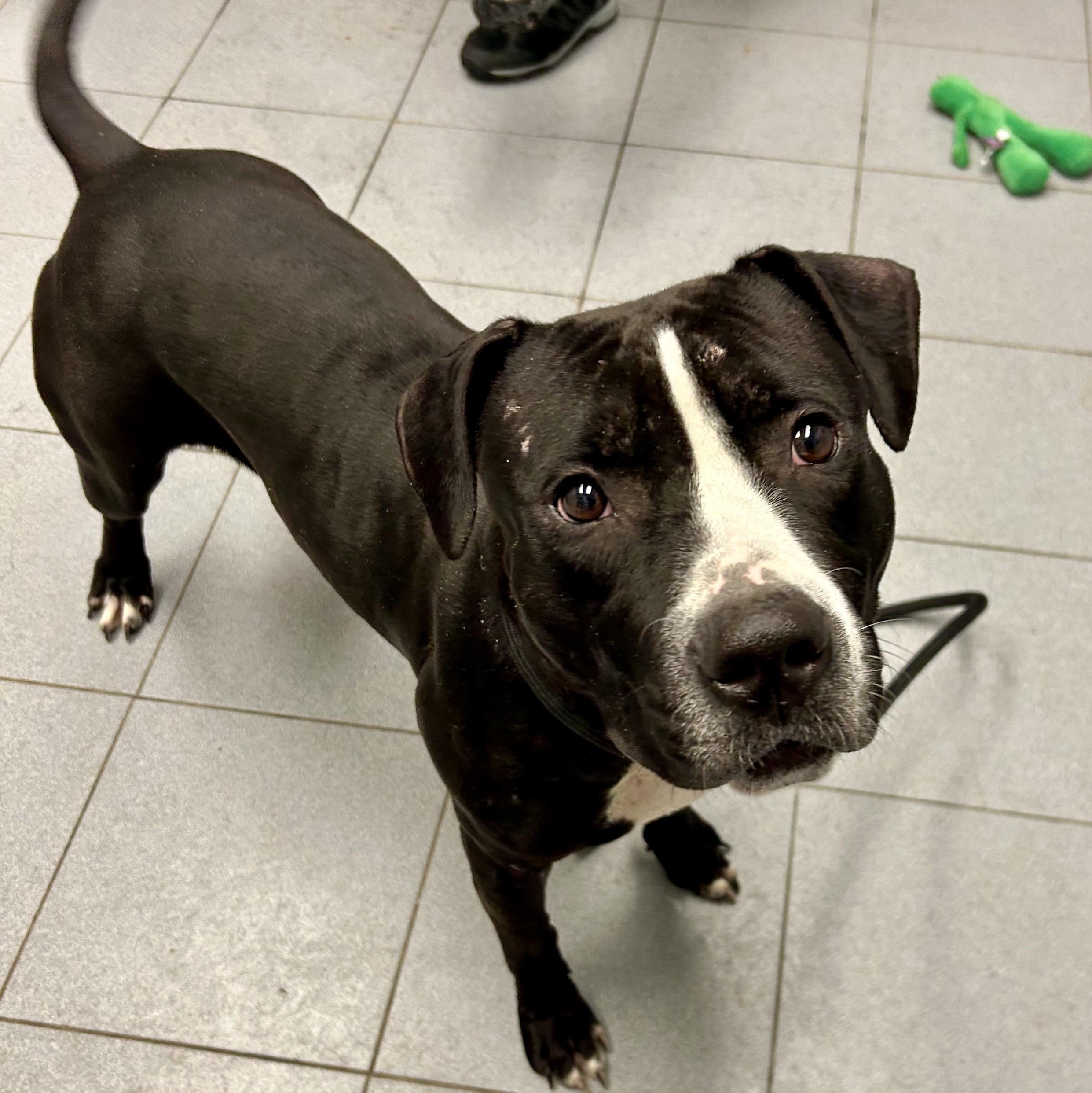 Enlarge Suneshine, an adopted Pit Bull Terrier in Buffalo, NY image 4/6