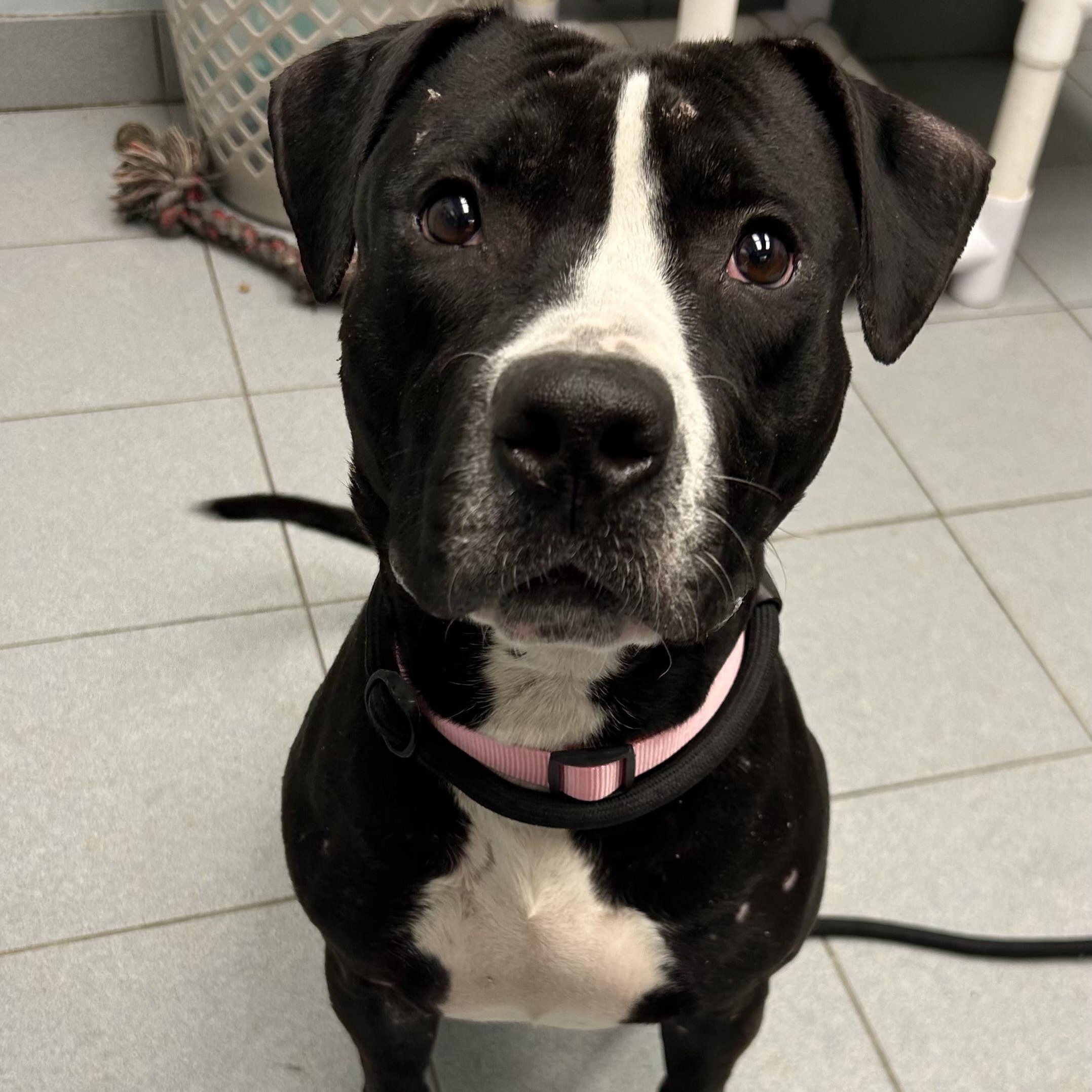 Enlarge Suneshine, an adopted Pit Bull Terrier in Buffalo, NY image 5/6