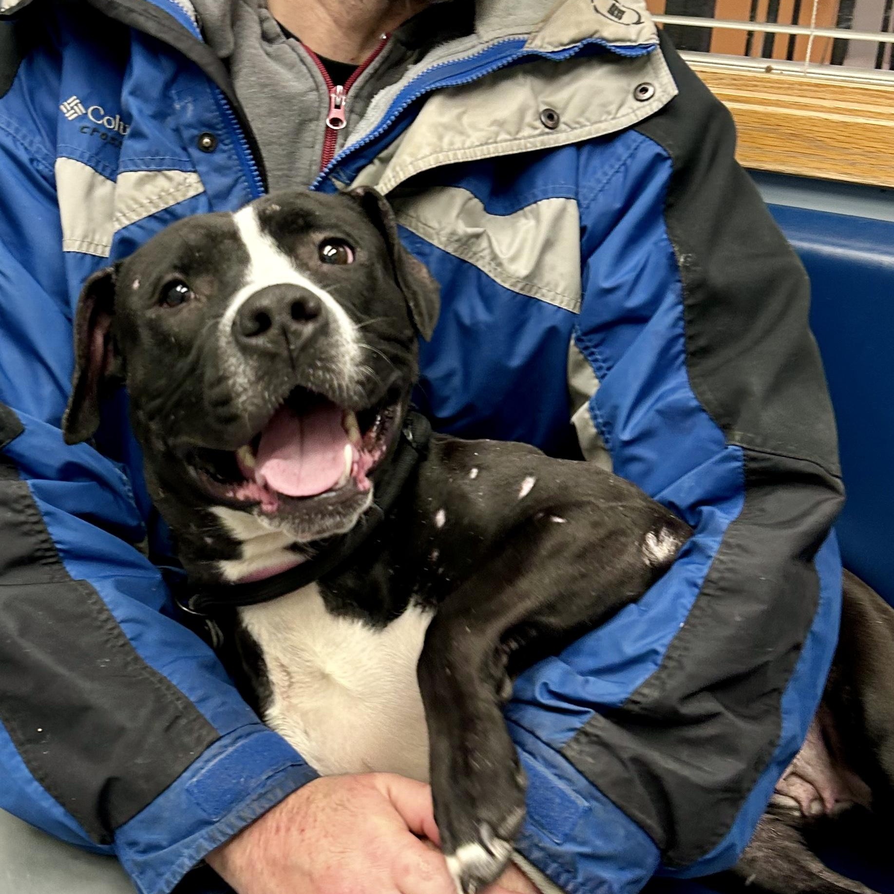 Enlarge Suneshine, an adopted Pit Bull Terrier in Buffalo, NY image 6/6