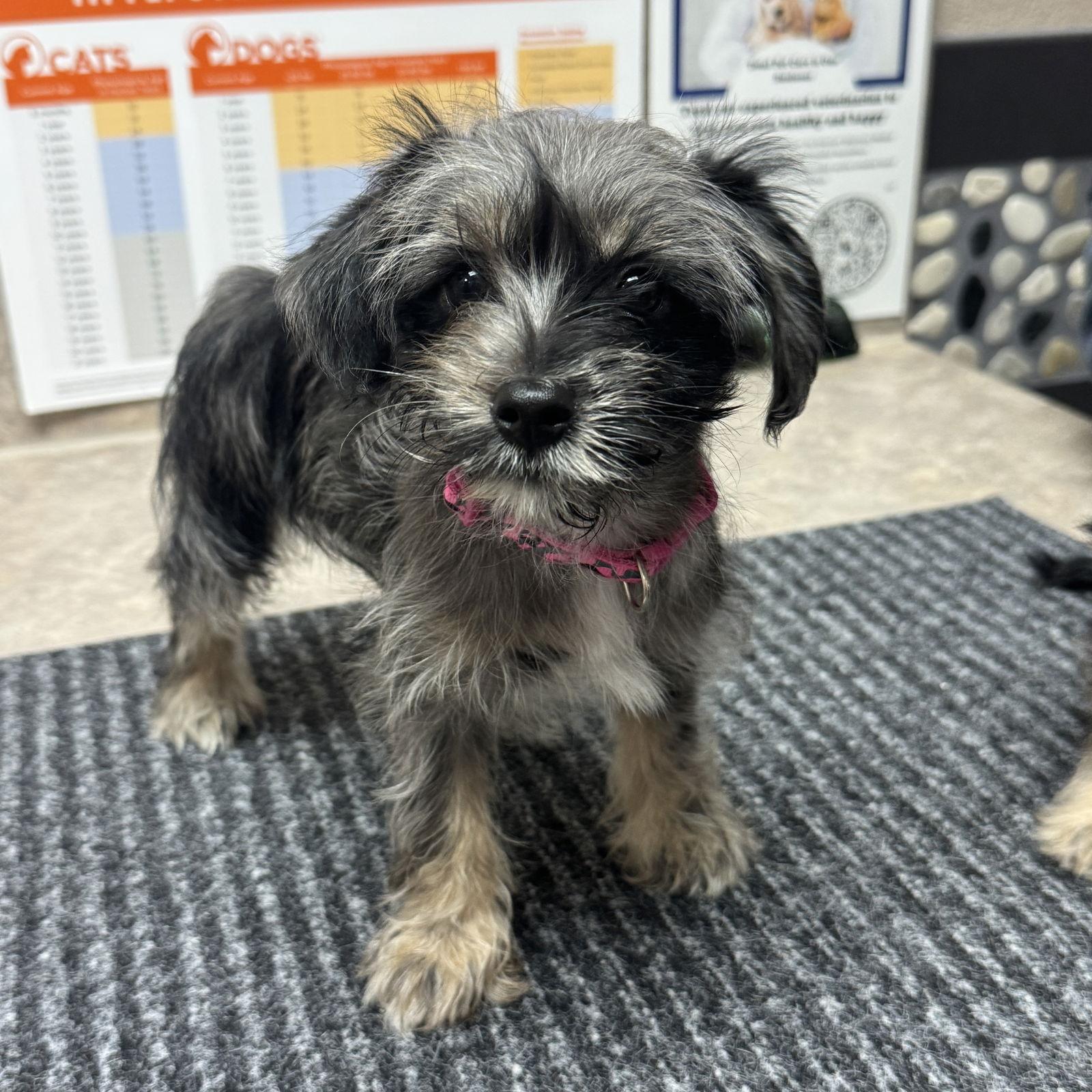 Enlarge Alice Brady, a Adopted mixed breed in Fort Worth, TX image 1/1