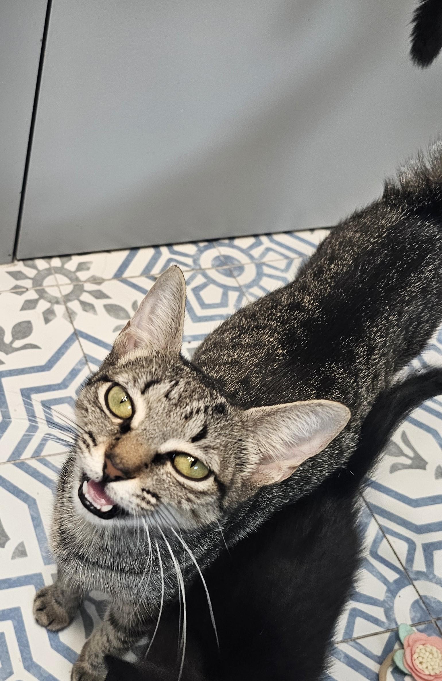 Bambi — thumbnail 2